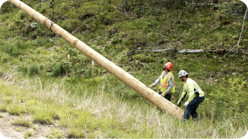 two utility workers placing a wooden utility pole